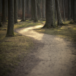 Chemin de forêt sinueux à travers les arbres