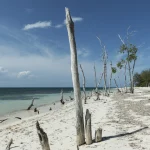 Plage déserte avec troncs d'arbres morts sous ciel bleu