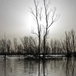 Paysage d'arbres inondés au crépuscule