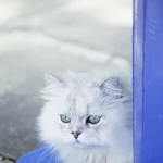 Chat blanc avec des yeux verts se reposant à côté d'une structure bleue