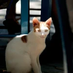 Chat blanc et roux assis sous une chaise bleue