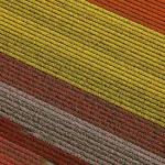 Champs de tulipes colorées en bandes diagonales