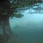 Arbre majestueux dans une forêt embrumée
