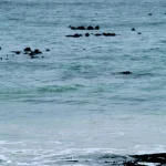 Manchot seul sur la plage