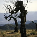 Arbre Mort dans un Paysage de Montagne