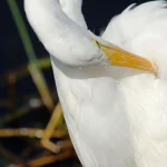 Oiseau blanc en train de nettoyer ses plumes
