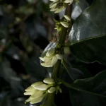 Bourgeons et feuilles vertes sur une branche