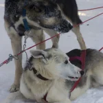 Deux chiens de traîneau dans la neige.