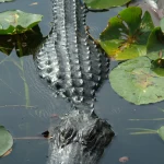 Crocodile parmi les nénuphars