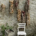 Chaises contre un mur avec des oignons séchés suspendus