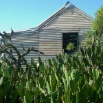 Cabane en tôle ondulée entourée de cactus
