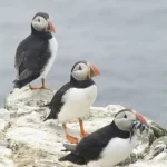 Trois macareux moines sur un rocher au bord de la mer