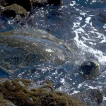 Tortue marine nageant près des rochers