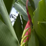 Fleur tropicale non épanouie parmi des feuilles vertes