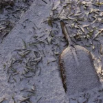 Pelle en bois couverte de neige sur un sol de feuilles mortes