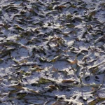 Feuilles séchées sur sol enneigé