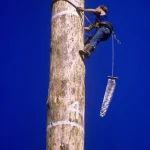 Bûcheron grimpant un arbre avec une scie dans une forêt en journée ensoleillée