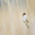 Oiseau chantant perché sur une tige dans un champ de roseaux