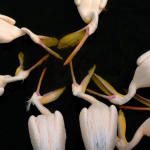 Pelicans se nourrissant dans l'eau