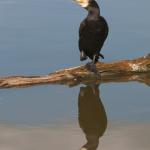Cormoran sur une branche au-dessus de l'eau