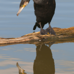 Cormoran au bord de l'eau avec son reflet