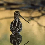 Oiseau aquatique surplombant l'eau