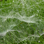 Toiles d'araignée avec rosée sur herbe verte