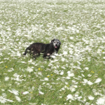 Chien noir dans un champ de fleurs blanches