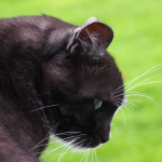 Chat Noir en Gros Plan