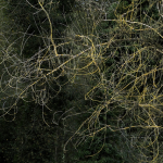 Branches et arbre en hiver