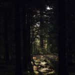 Chemin lumineux à travers une forêt dense