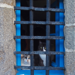 Chats derrière une fenêtre grillagée