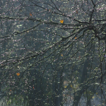 Branches d'arbres avec gouttes de rosée brillantes au soleil