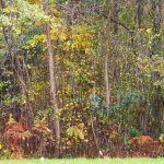Forêt sous la pluie en automne