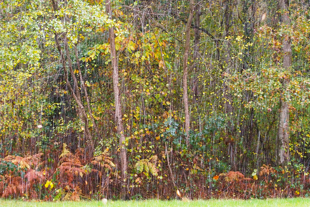 AKG9124596.webp Forêt sous la pluie en automne – Image 1