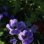 Fleurs violettes en pleine floraison dans un jardin