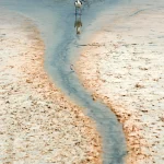 Oiseau Seul près d'un Ruisseau sur une Plage
