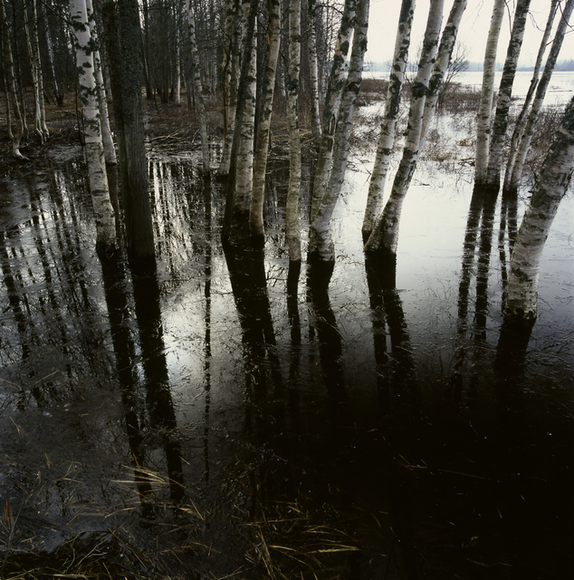 AKG967208.webp Forêt de bouleaux inondée – Image 1