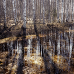 Forêt de bouleaux avec reflets d'eau
